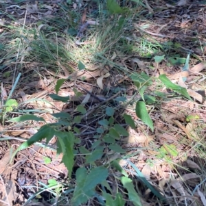 Celtis australis at Mount Majura - 12 Apr 2024