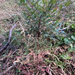 Nandina domestica at Mount Majura - 12 Apr 2024