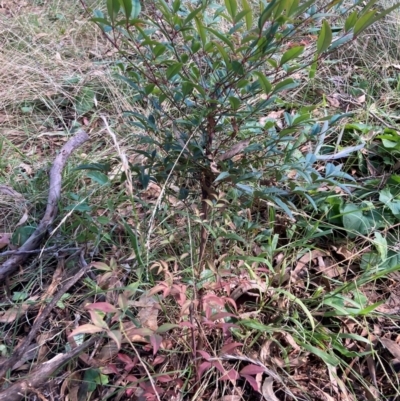 Nandina domestica (Sacred Bamboo) at Mount Majura - 12 Apr 2024 by waltraud