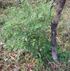 Nandina domestica at Mount Majura - 12 Apr 2024