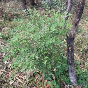 Nandina domestica at Mount Majura - 12 Apr 2024