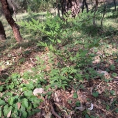 Nandina domestica at Mount Majura - 12 Apr 2024