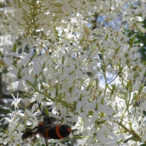 Pterygophorus cinctus at Lyons, ACT - 30 Dec 2020