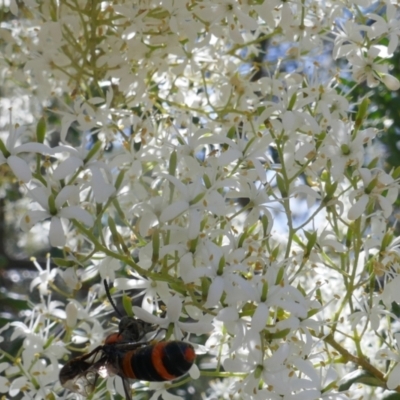 Pterygophorus cinctus (Bottlebrush sawfly) at Lyons, ACT - 30 Dec 2020 by ran452