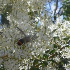 Pterygophorus cinctus at Lyons, ACT - 30 Dec 2020