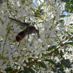 Pterygophorus cinctus at Lyons, ACT - 30 Dec 2020