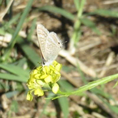 Lampides boeticus (Long-tailed Pea-blue) at Molonglo River Reserve - 10 Apr 2024 by Christine