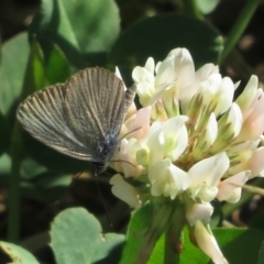 Zizina otis (Common Grass-Blue) at Yarralumla, ACT - 10 Apr 2024 by Christine