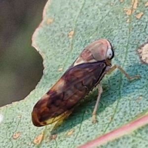 Brunotartessus fulvus at The Pinnacle - 12 Apr 2024