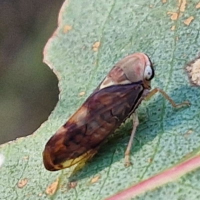Brunotartessus fulvus (Yellow-headed Leafhopper) at Weetangera, ACT - 12 Apr 2024 by trevorpreston