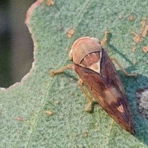 Brunotartessus fulvus at The Pinnacle - 12 Apr 2024