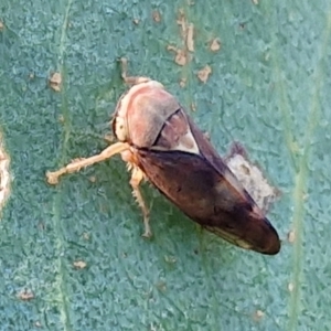 Brunotartessus fulvus at The Pinnacle - 12 Apr 2024