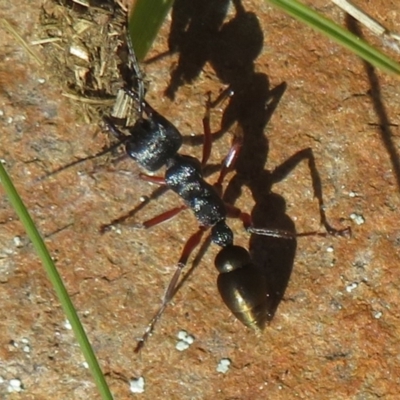Myrmecia fulvipes (Red-legged Toothless bull ant) at Booth, ACT - 11 Apr 2024 by Christine
