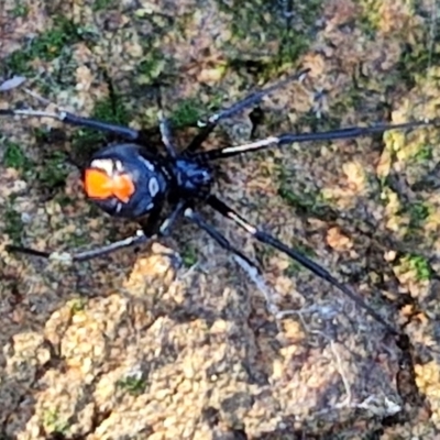 Latrodectus hasselti (Redback Spider) at The Pinnacle - 12 Apr 2024 by trevorpreston