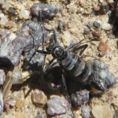 Boreoides subulatus (Wingless Soldier Fly) at Namadgi National Park - 11 Apr 2024 by Christine