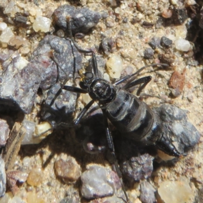 Boreoides subulatus (Wingless Soldier Fly) at Booth, ACT - 11 Apr 2024 by Christine