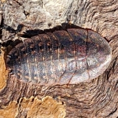 Laxta sp. (genus) (Bark cockroach) at The Pinnacle - 12 Apr 2024 by trevorpreston