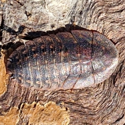 Laxta sp. (genus) (Bark cockroach) at The Pinnacle - 12 Apr 2024 by trevorpreston