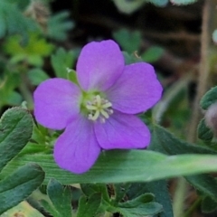 Geranium solanderi var. solanderi (Native Geranium) at Weetangera, ACT - 12 Apr 2024 by trevorpreston