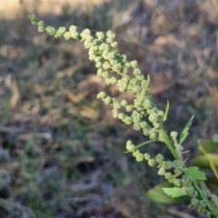 Chenopodium album (Fat Hen) at Weetangera, ACT - 12 Apr 2024 by trevorpreston