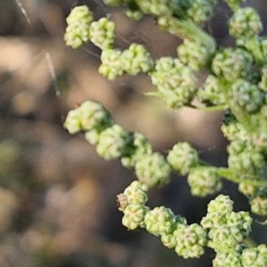 Chenopodium album at The Pinnacle - 12 Apr 2024