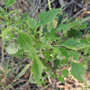 Chenopodium album at The Pinnacle - 12 Apr 2024