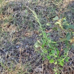 Chenopodium album at The Pinnacle - 12 Apr 2024