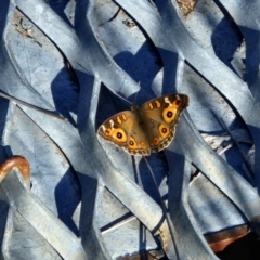 Junonia villida (Meadow Argus) at Weetangera, ACT - 12 Apr 2024 by trevorpreston