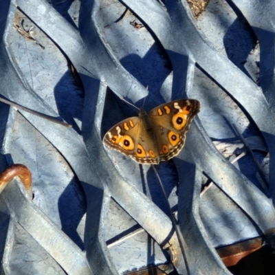 Junonia villida (Meadow Argus) at Weetangera, ACT - 12 Apr 2024 by trevorpreston