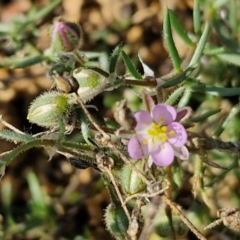 Spergularia rubra (Sandspurrey) at Weetangera, ACT - 12 Apr 2024 by trevorpreston