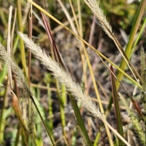 Setaria parviflora at The Pinnacle - 12 Apr 2024 03:39 PM