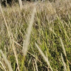 Setaria parviflora at The Pinnacle - 12 Apr 2024 03:39 PM