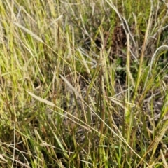 Setaria parviflora at The Pinnacle - 12 Apr 2024 03:39 PM