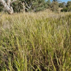 Setaria parviflora at The Pinnacle - 12 Apr 2024 03:39 PM