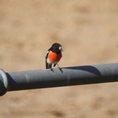 Petroica boodang (Scarlet Robin) at Lions Youth Haven - Westwood Farm A.C.T. - 11 Apr 2024 by HelenCross