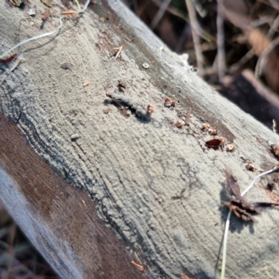 Corticioid fungi at The Pinnacle - 12 Apr 2024 by trevorpreston