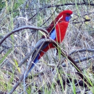 Platycercus elegans at The Pinnacle - 12 Apr 2024