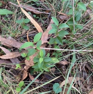 Ligustrum lucidum at Mount Majura - 11 Apr 2024