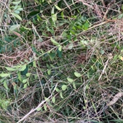 Ligustrum sinense (Narrow-leaf Privet, Chinese Privet) at Mount Majura - 11 Apr 2024 by waltraud