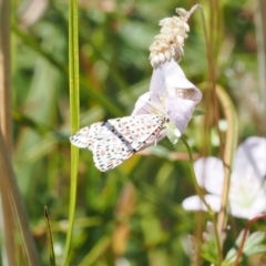 Utetheisa pulchelloides (Heliotrope Moth) at Tharwa, ACT - 9 Mar 2024 by RAllen