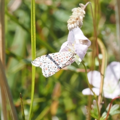 Utetheisa pulchelloides (Heliotrope Moth) at Namadgi National Park - 9 Mar 2024 by RAllen