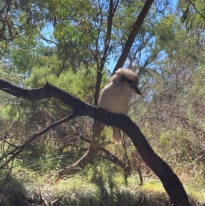 Dacelo novaeguineae at Mount Majura - 10 Apr 2024