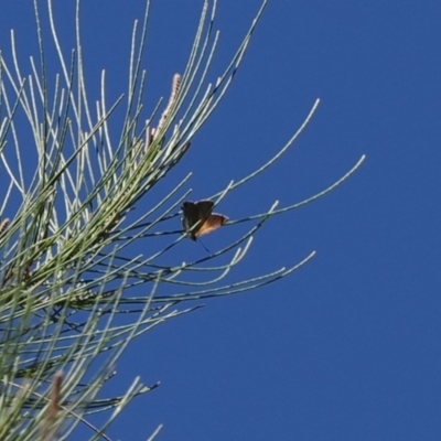 Acrodipsas aurata (Golden Ant-blue) at Red Hill, ACT - 10 Mar 2024 by RAllen