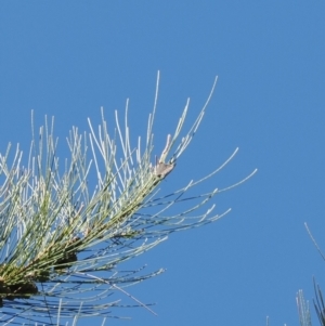 Acrodipsas aurata at Red Hill Nature Reserve - 10 Mar 2024