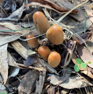 Coprinellus etc. at Mount Majura - 10 Apr 2024