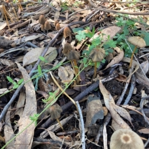 Coprinellus etc. at Mount Majura - 10 Apr 2024