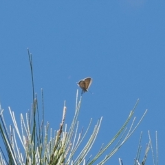 Theclinesthes miskini (Wattle Blue) at Red Hill, ACT - 10 Mar 2024 by RAllen