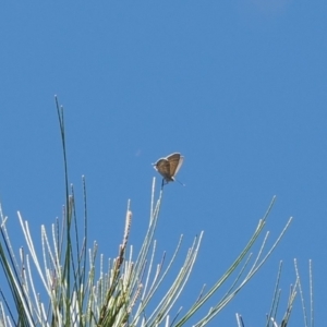 Theclinesthes miskini at Red Hill Nature Reserve - 10 Mar 2024