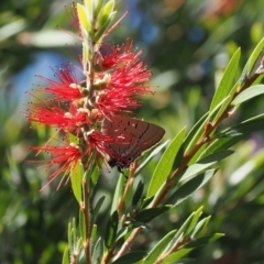 Jalmenus ictinus at Red Hill Nature Reserve - 10 Mar 2024