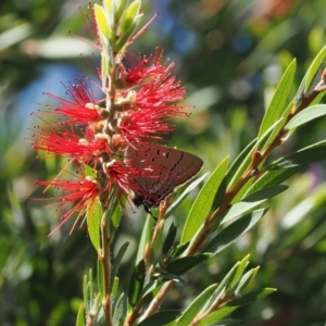 Jalmenus ictinus at Red Hill Nature Reserve - 10 Mar 2024